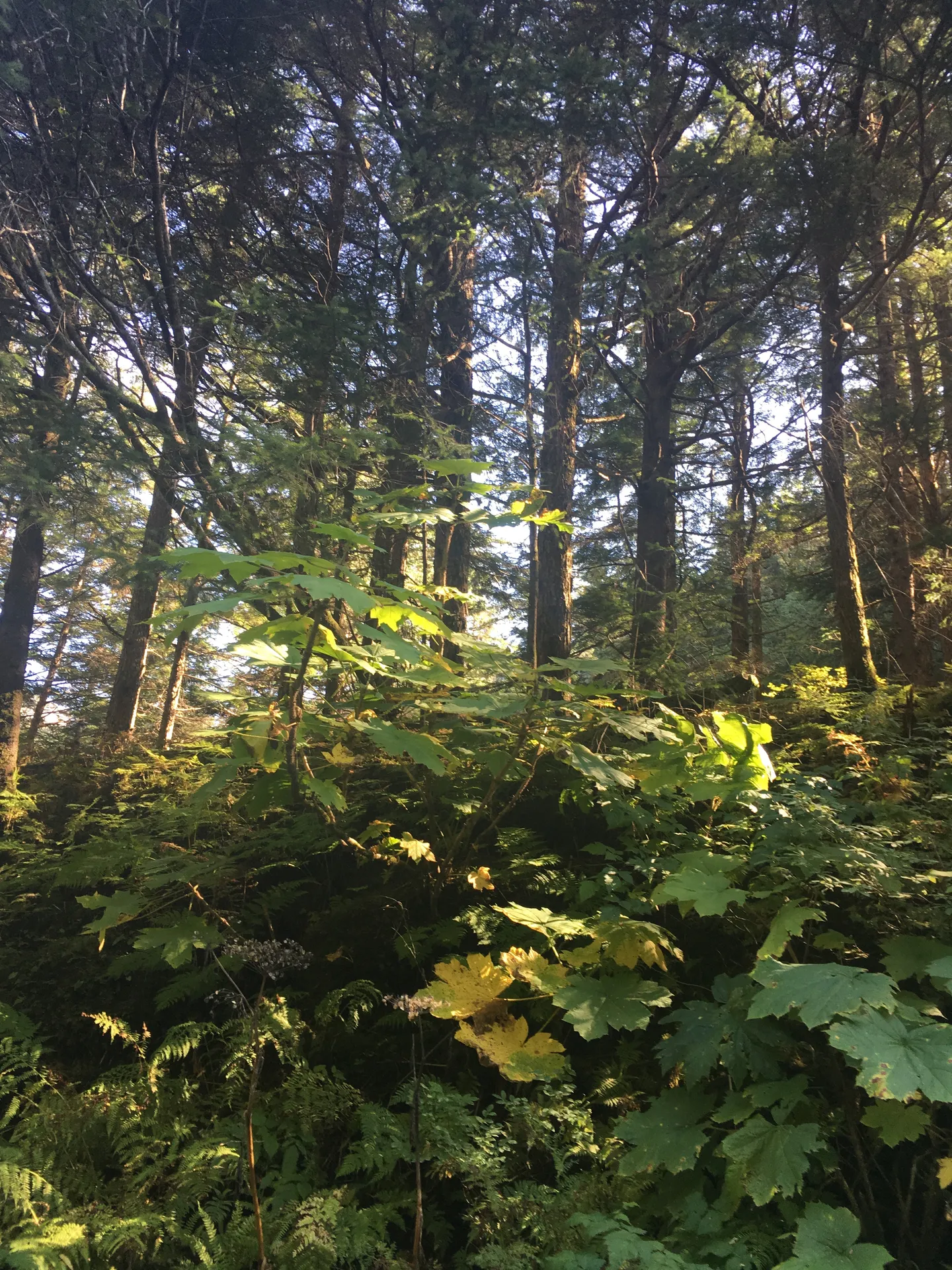 Dense green rainforest along Indian Point Trail near Juneau