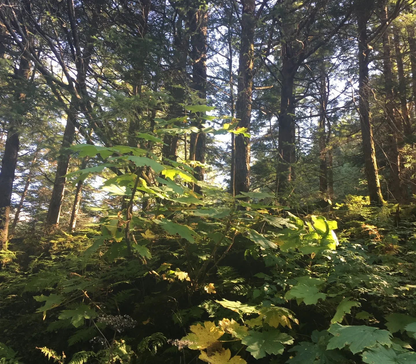Rain, Layers, and Trail Decisions in the Tongass