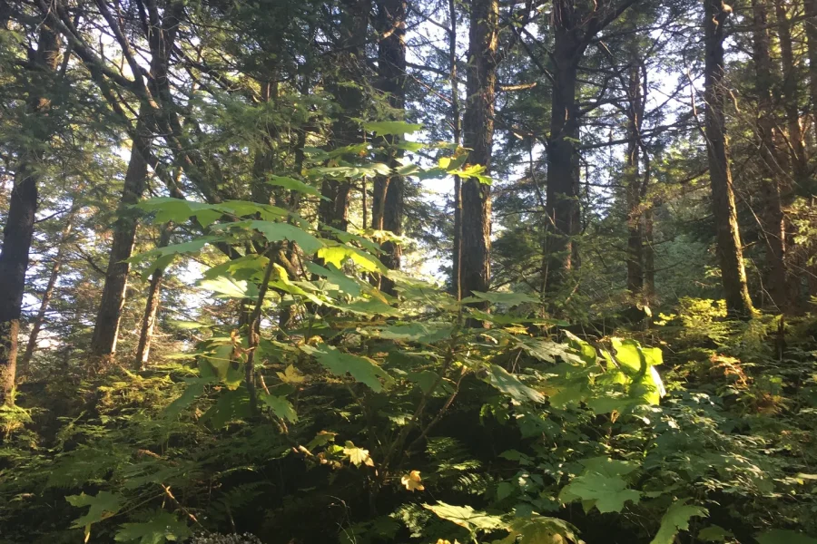 Rain, Layers, and Trail Decisions in the Tongass